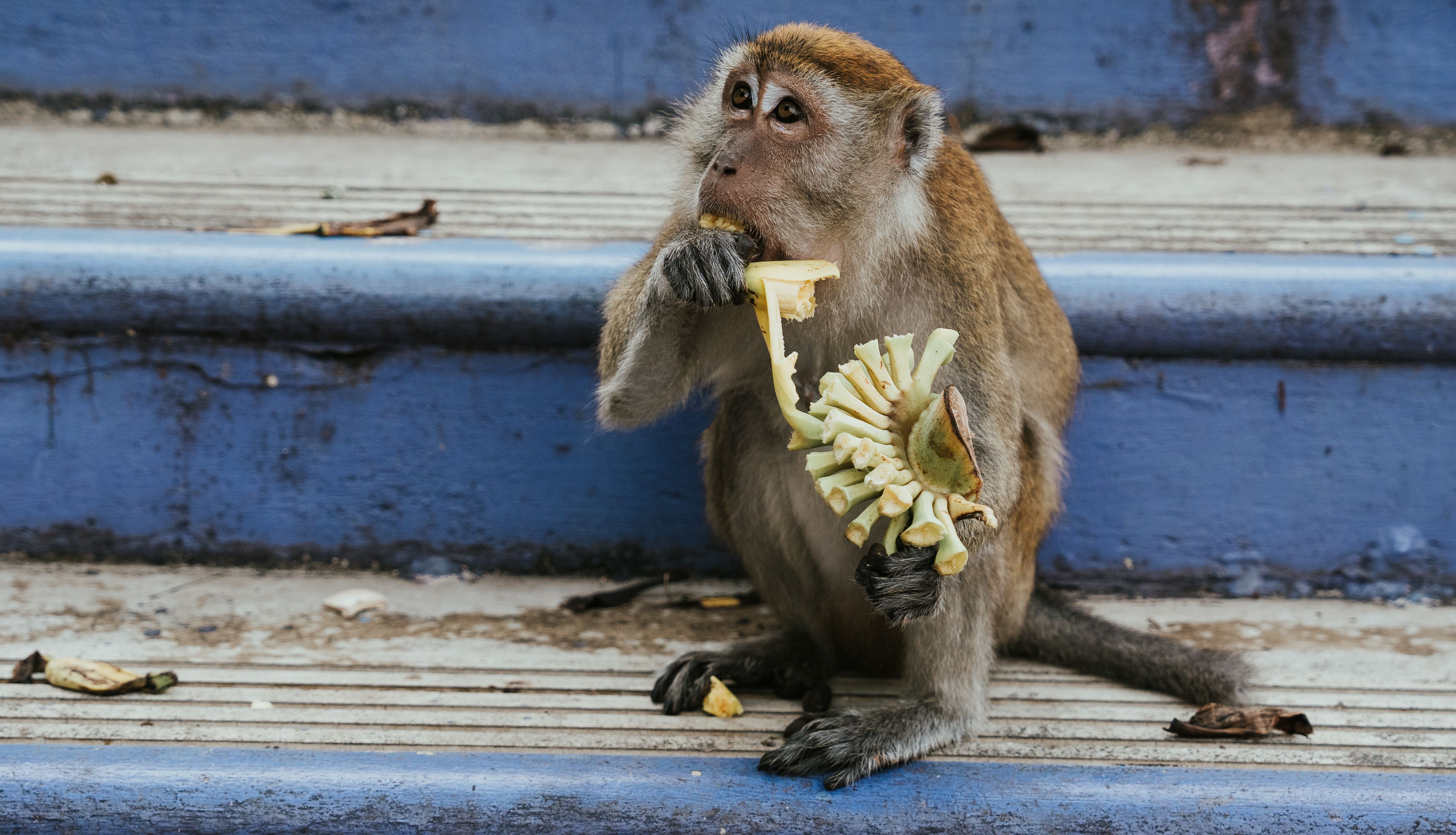 A wild macaque monkey enjoying a banana on blue painted steps outdoors.