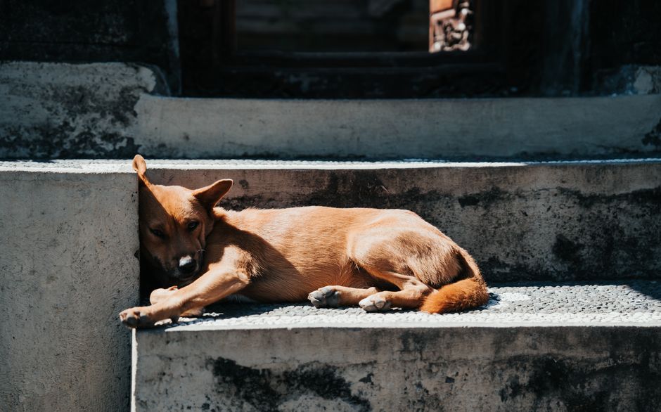 Best Dog Stairs & Ramps for Puppies & Senior Dogs: Joint Sup