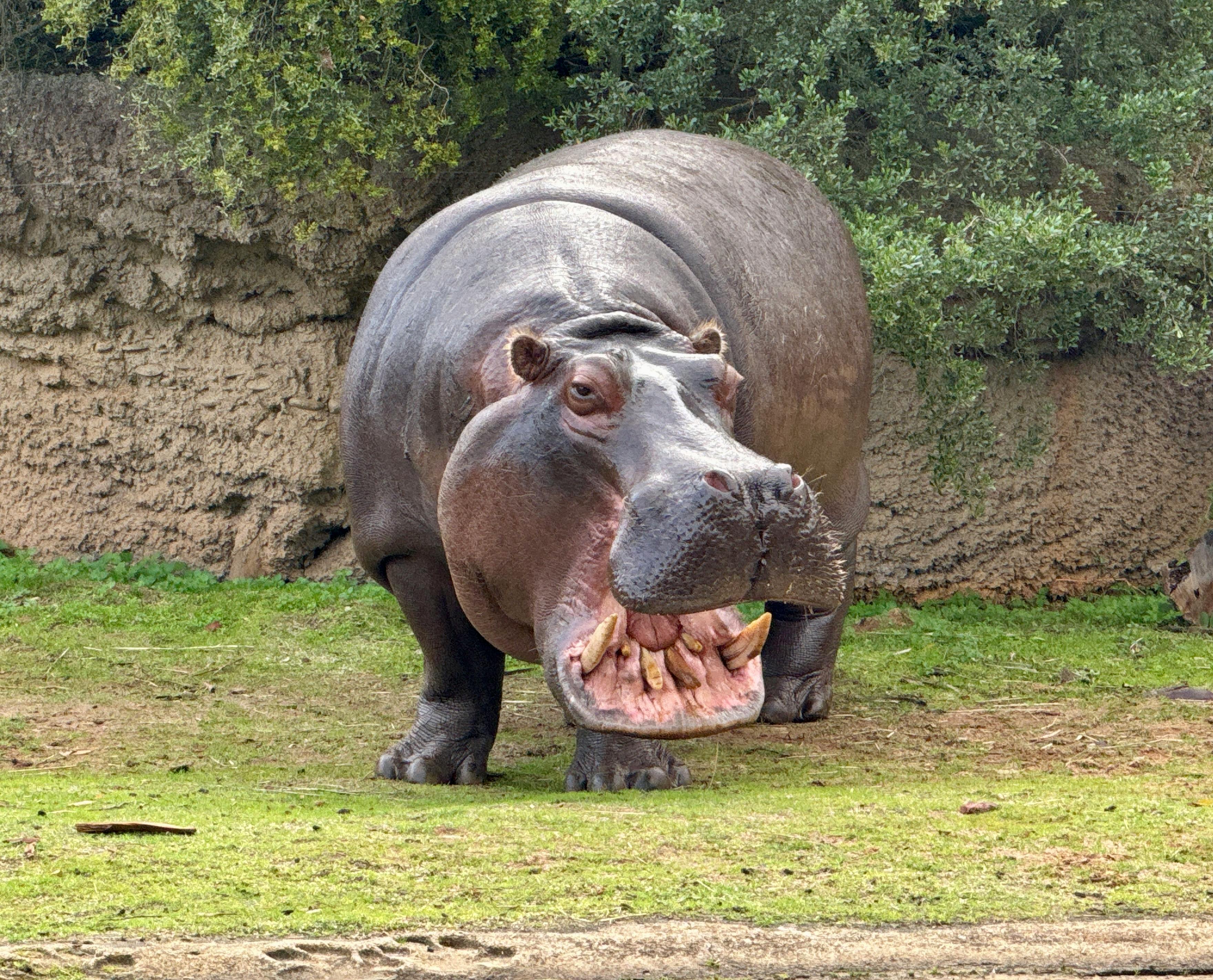 hippo s big smile for camera