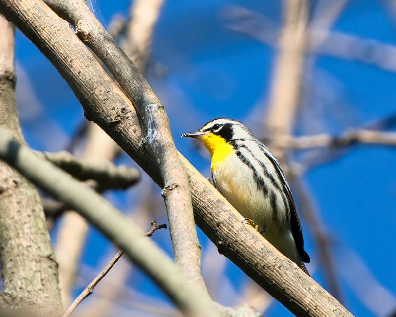 Yellow-throated Warbler — Yellow-throated Warbler in Dover, Tennessee