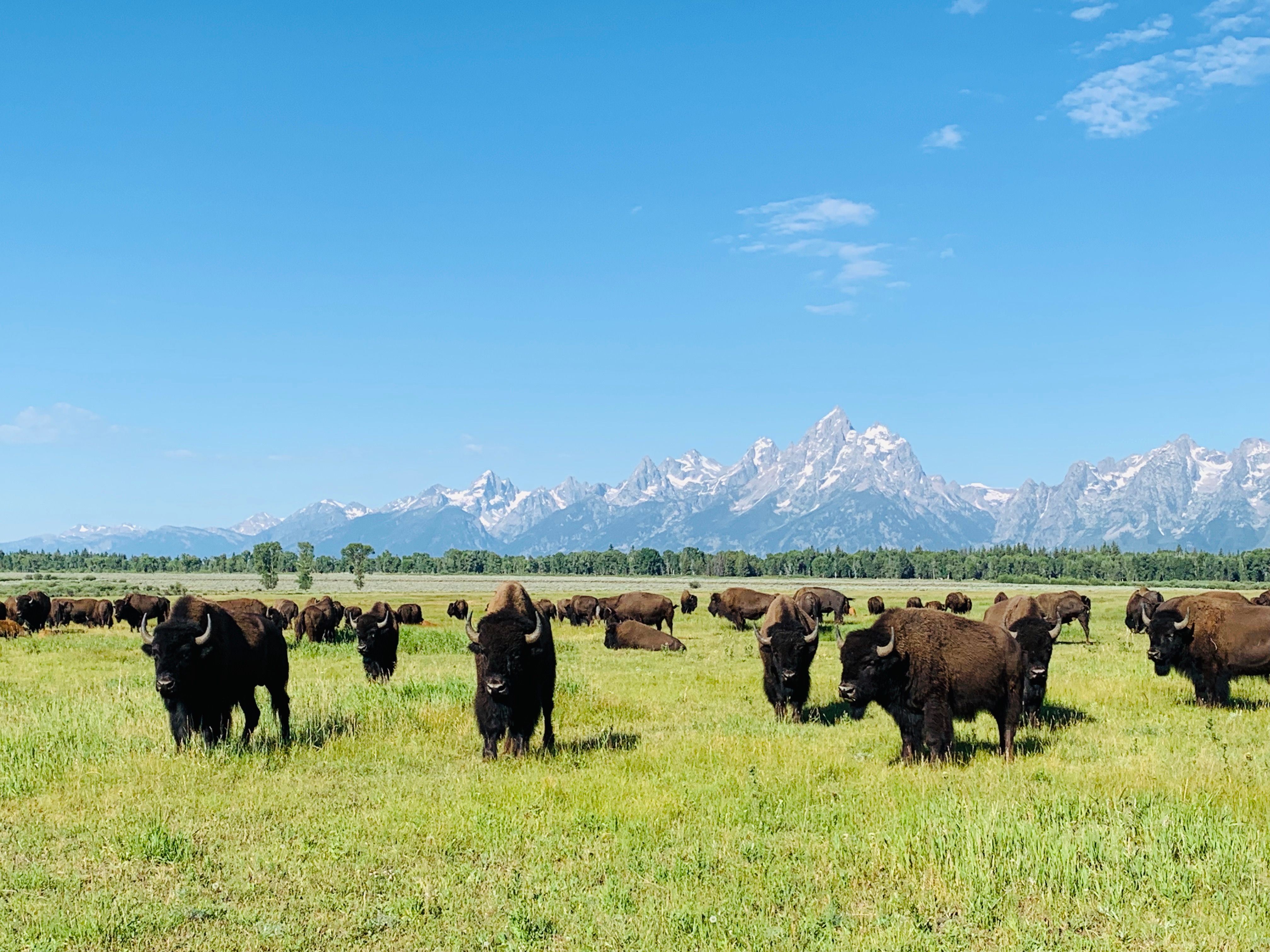 Bison grazing in the grand teton national park · Free Stock Photo