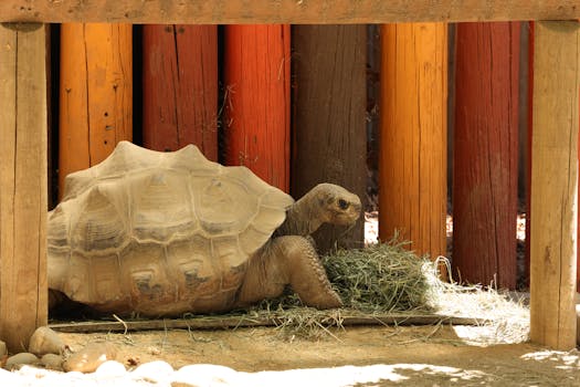 A tortoise rests in a colorful, rustic zoo enclosure, surrounded by vibrant wooden textures.