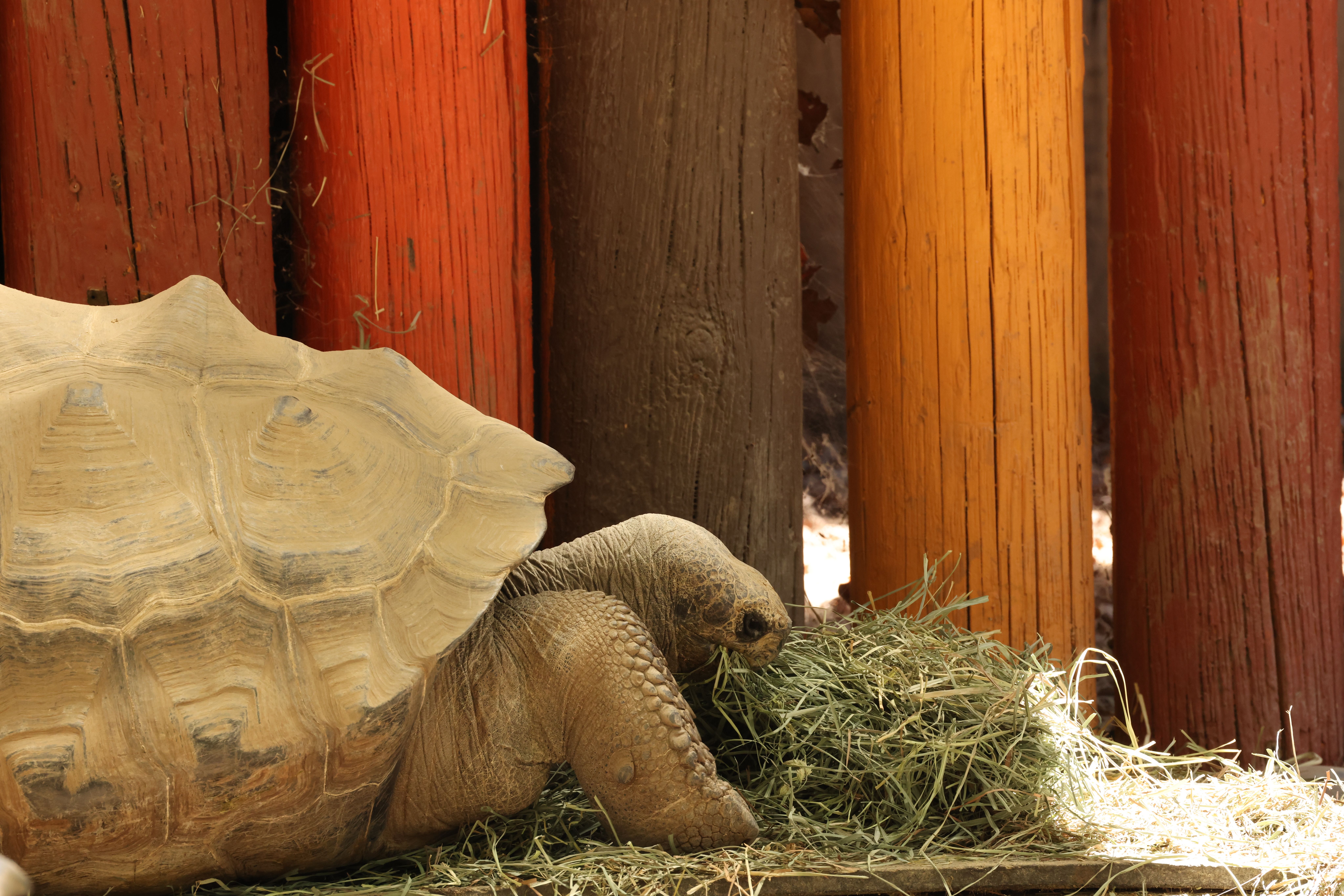 San Diego Zoo Safari Park: A Real Visitor's Escondido Guide