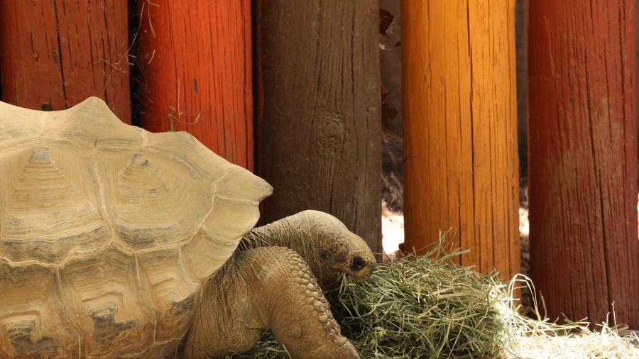 San Diego Zoo Safari Park: A Real Visitor's Escondido Guide