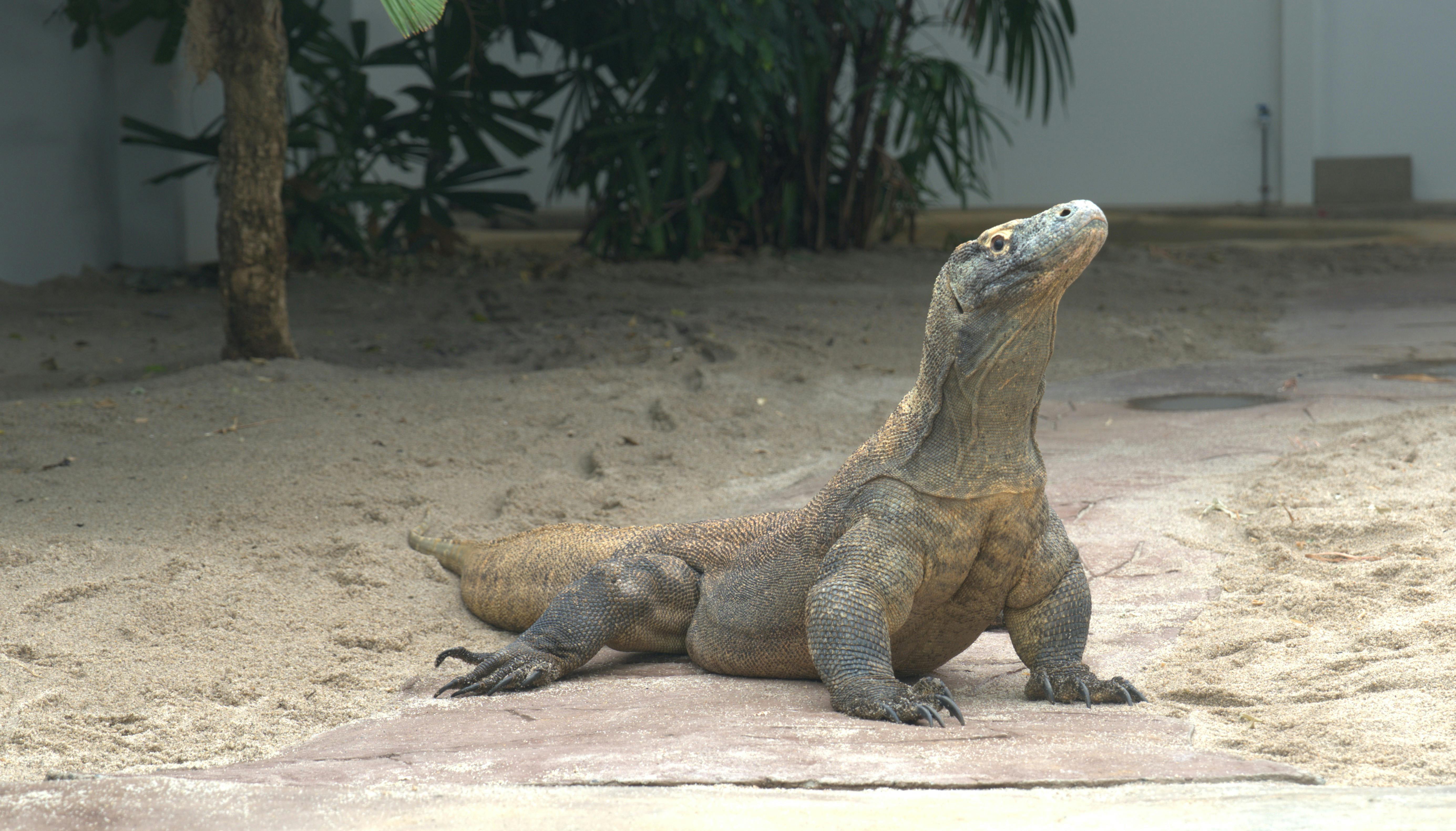 a large lizard laying on the ground