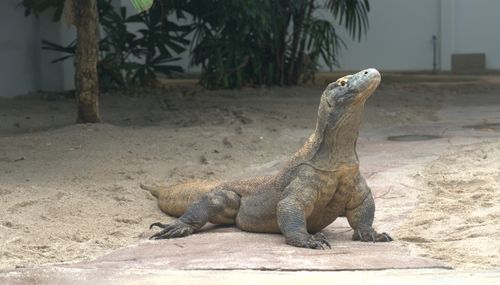 Free A Komodo dragon basking on sand at a zoo, showcasing its powerful physique. Stock Photo