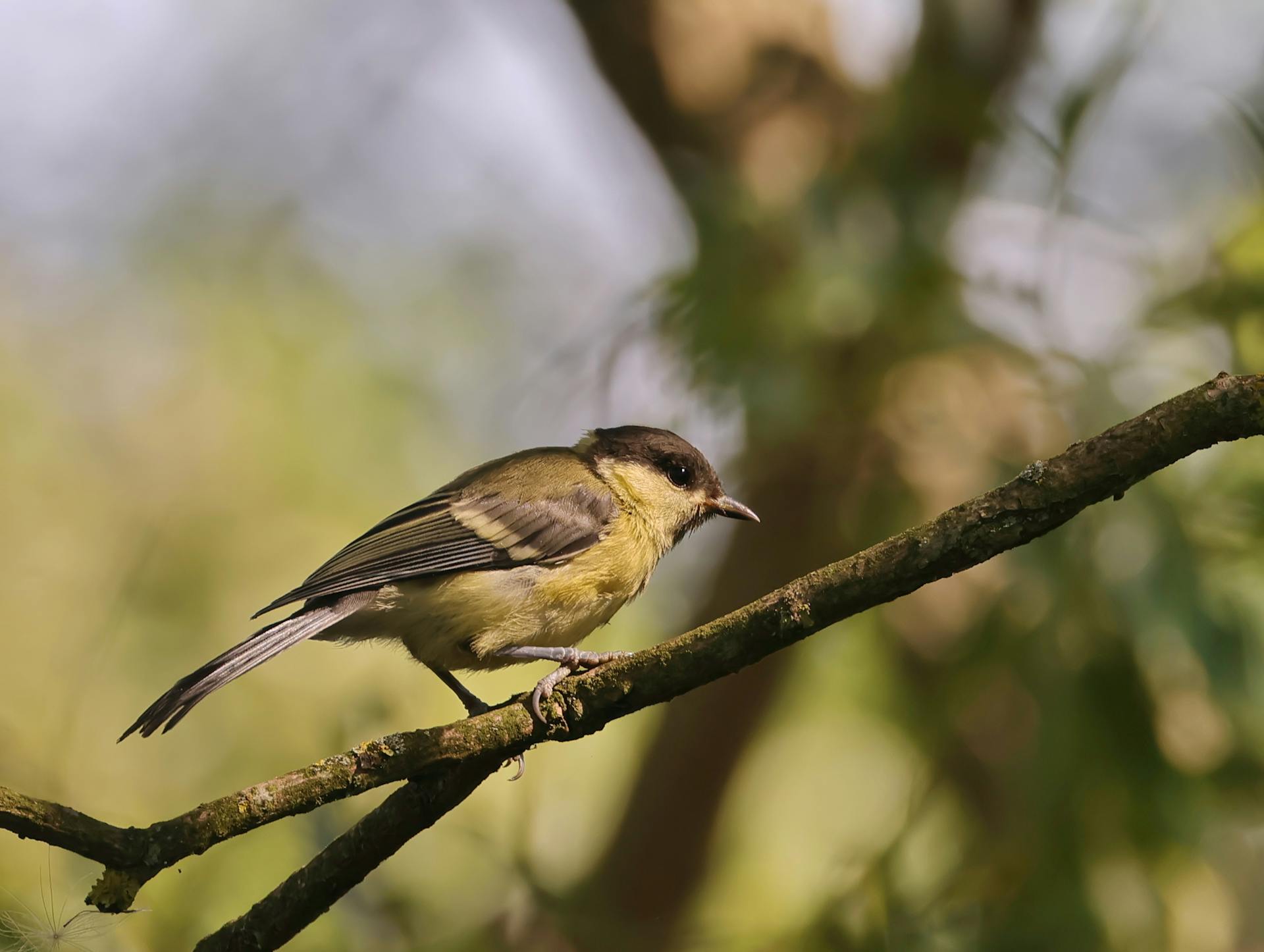 A vibrant passerine bird sits on a tree branch in a sunny forest, showcasing its elegant feathers.