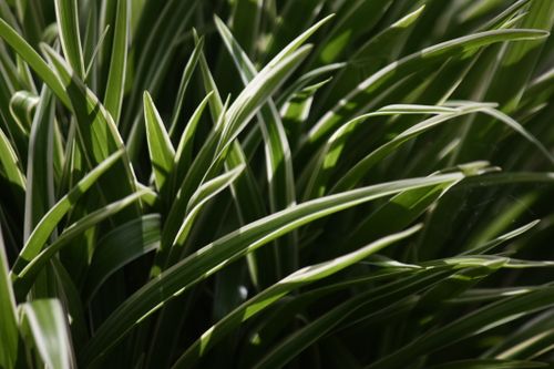 Free Close-up of vibrant green grass blades in sunlight, capturing natural beauty. Stock Photo