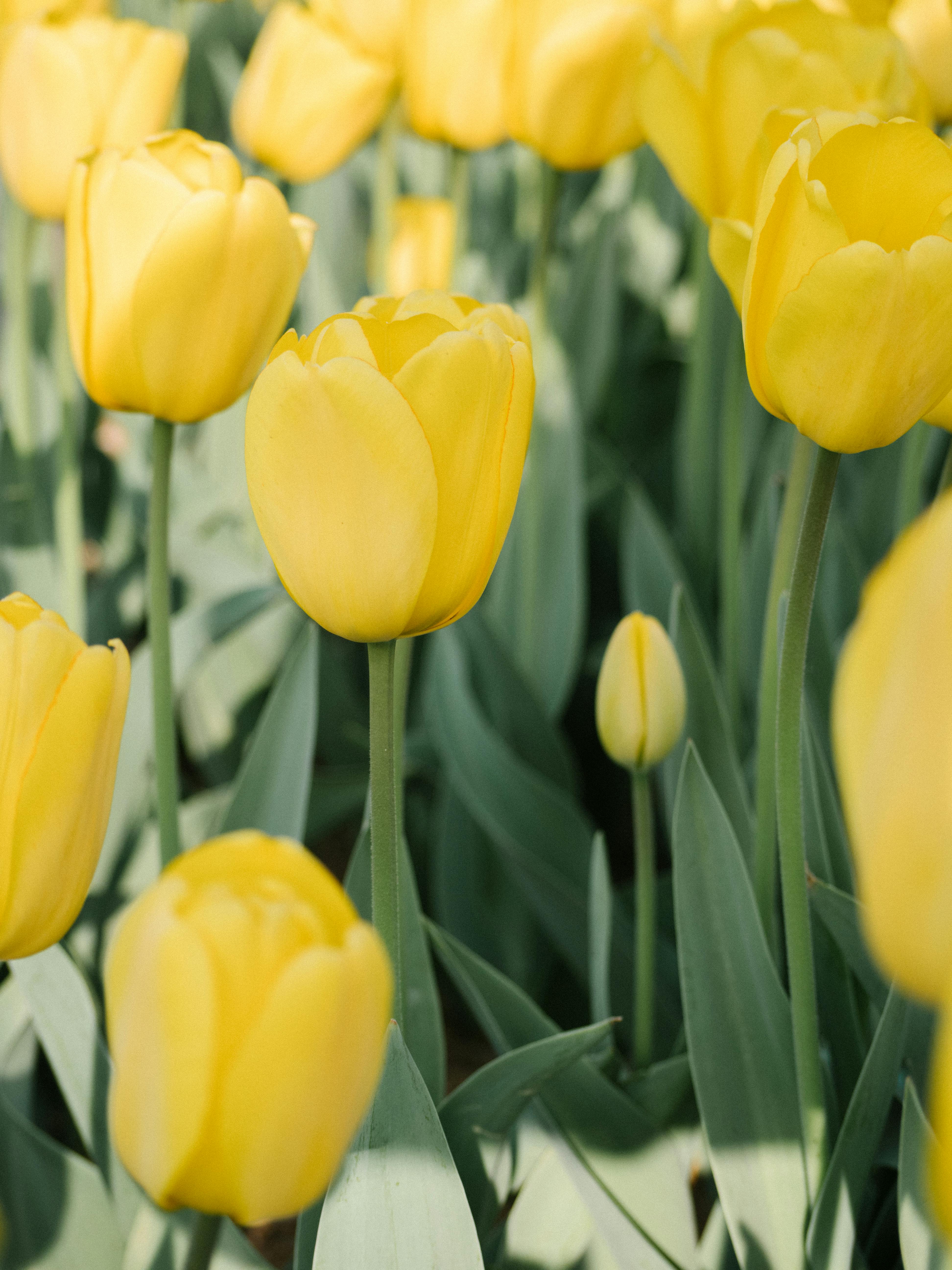 Pink Tulip Flowers Under White Clouds Blue Skies at Daytime · Free ...