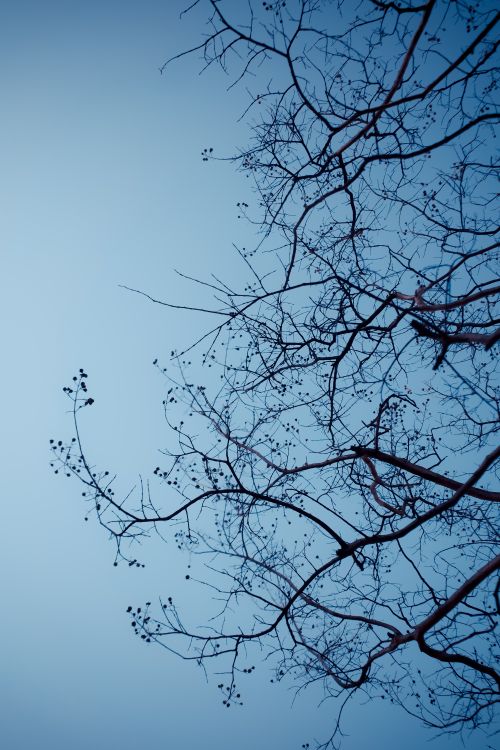 Free Silhouette of bare branches against a blue sky, capturing the stark beauty of winter. Stock Photo