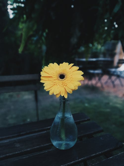 免費 黃色花的特寫照片 圖庫相片