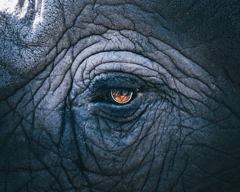 Close-up of an African elephant's eye showcasing its textured skin and vibrant eye color.