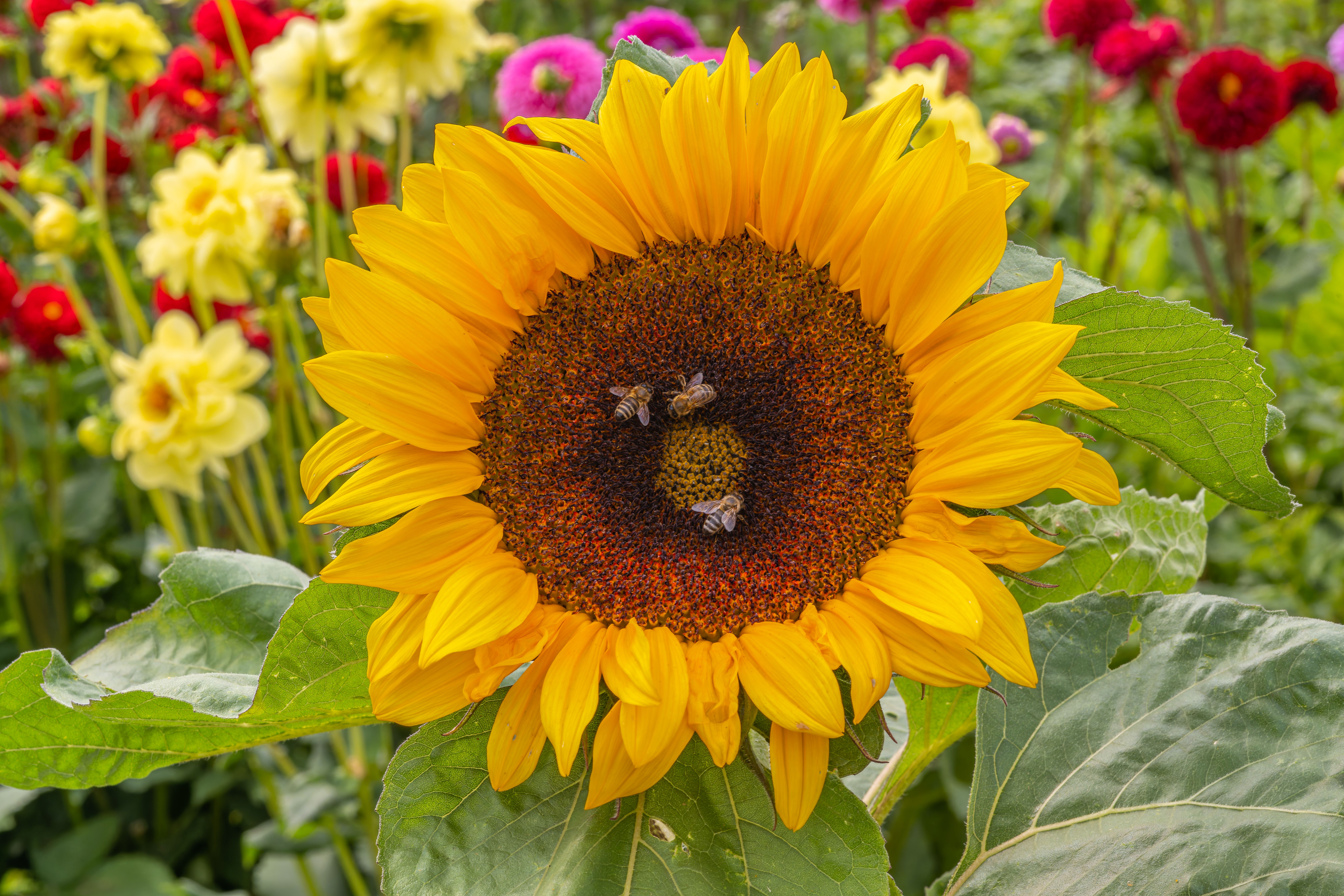 Pollinator Friendly Flower Seeds For Summer