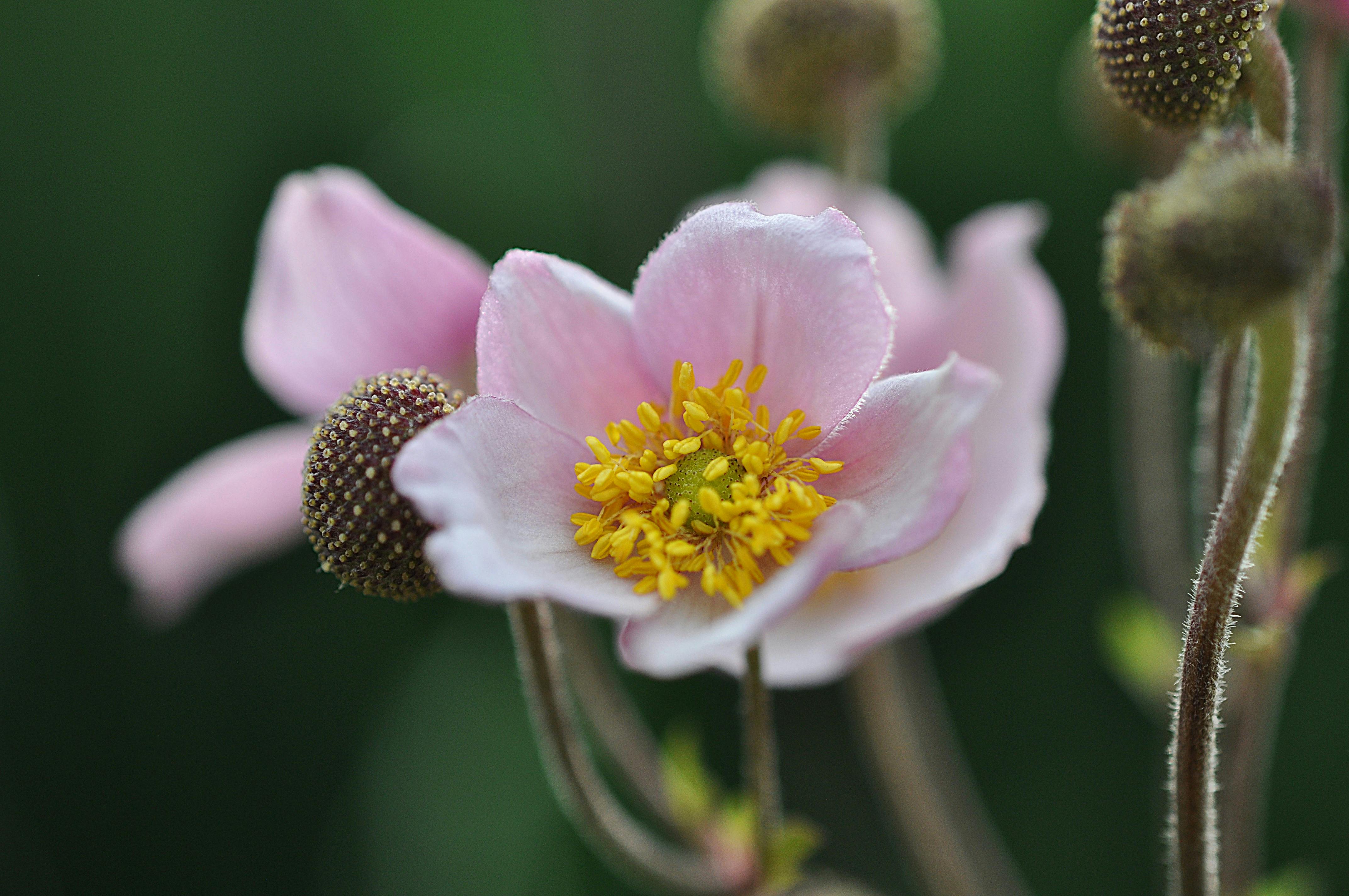 beautiful anemone flower