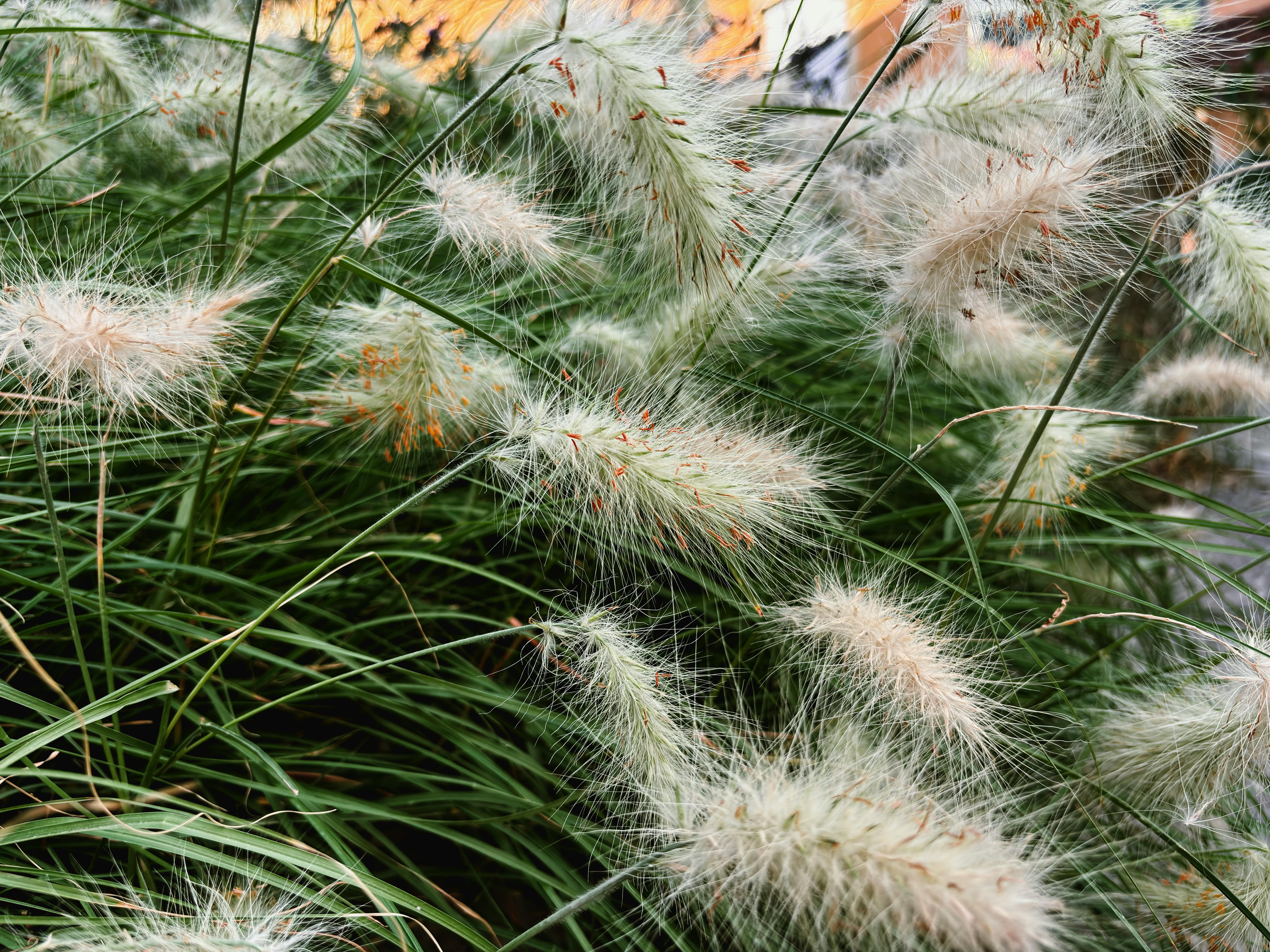 ornamental grasses swaying in the wind