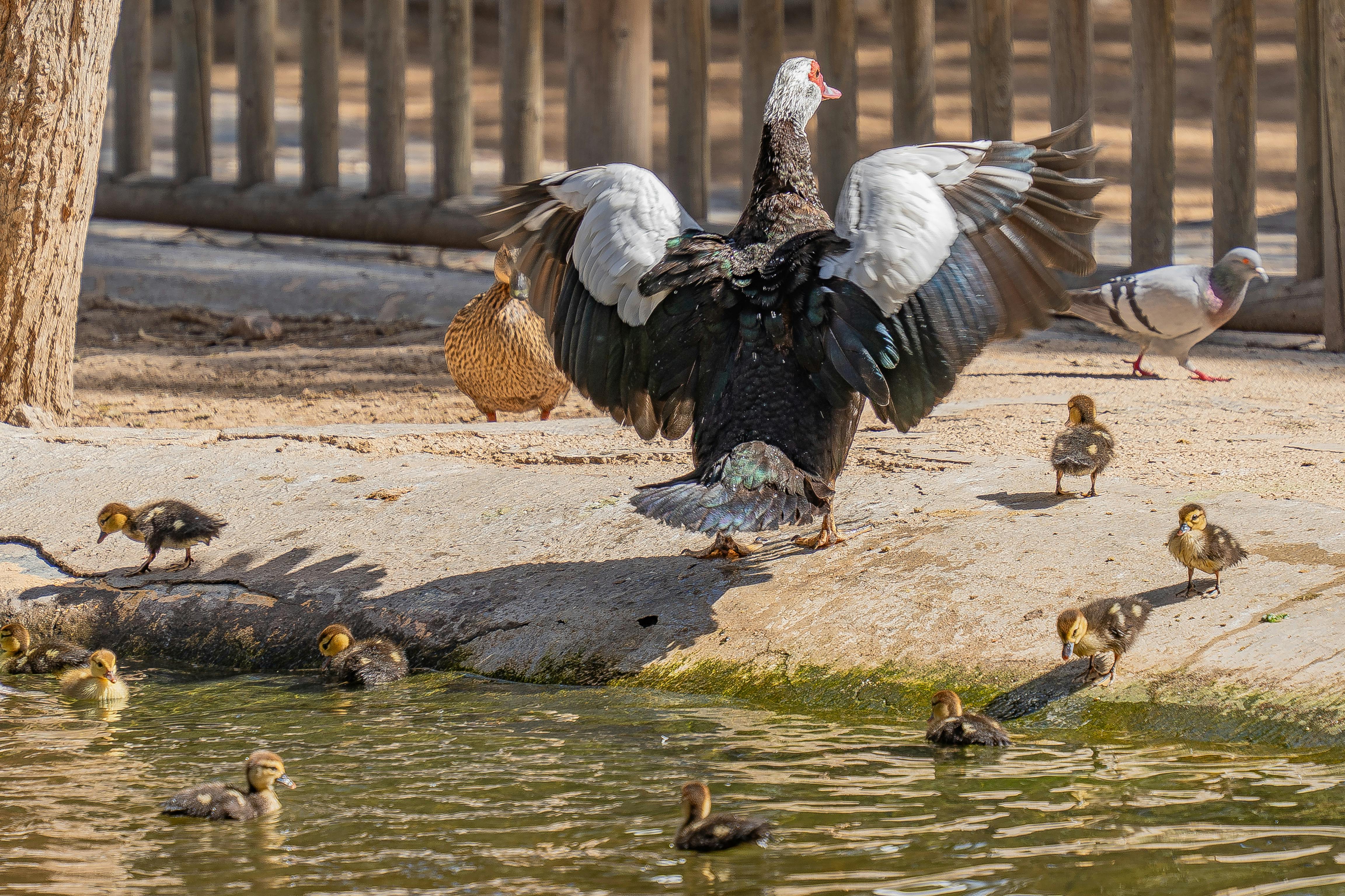 a duck with its wings spread out over a pond