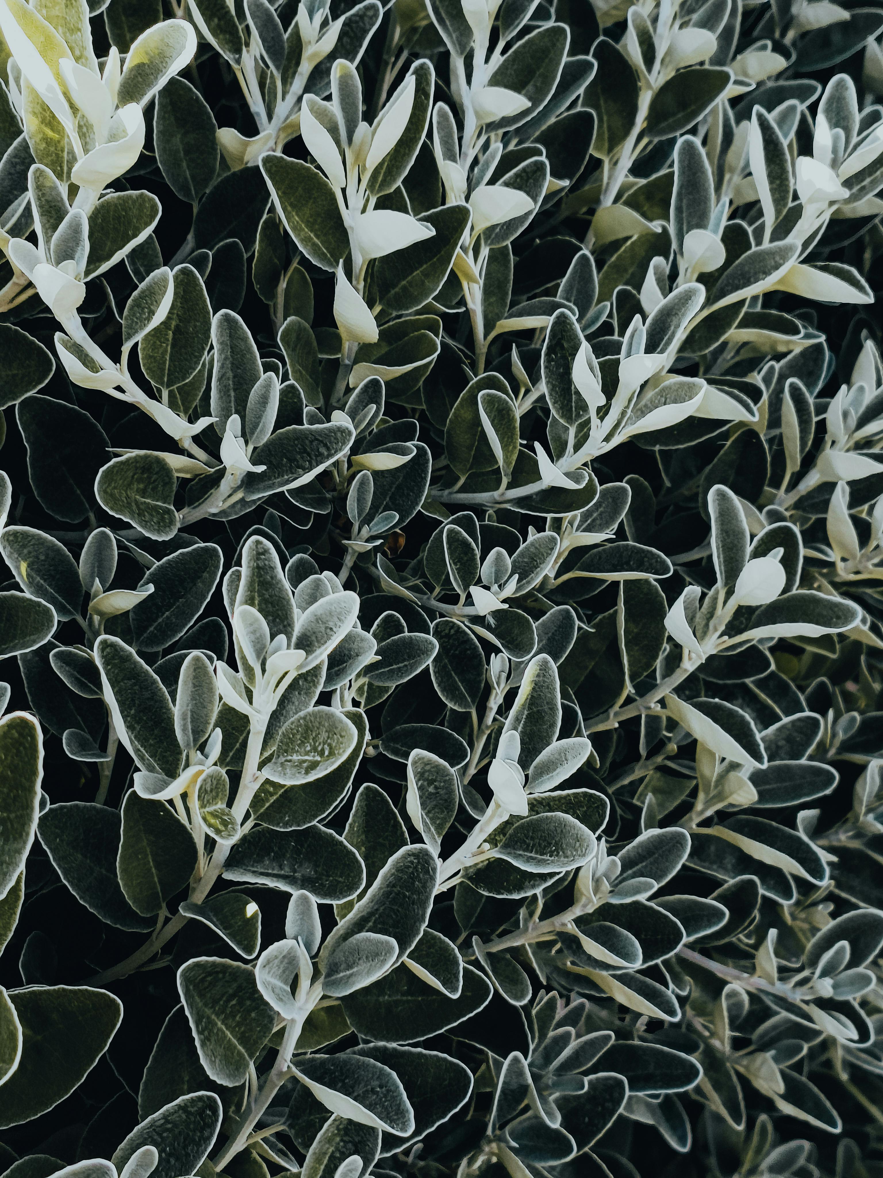 sustainable UK vegetable garden