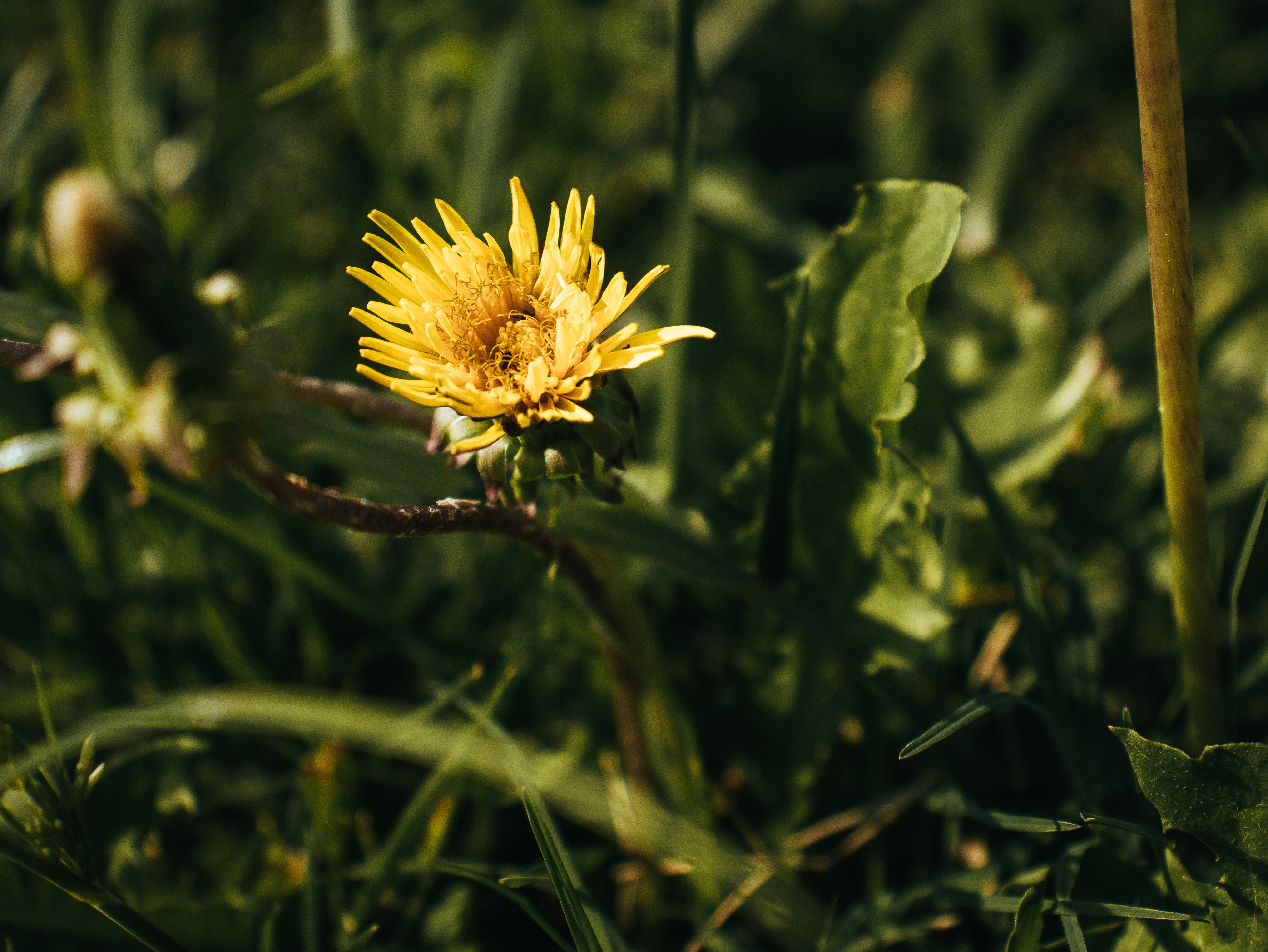 A single yellow flower in the middle of a field · Free Stock Photo