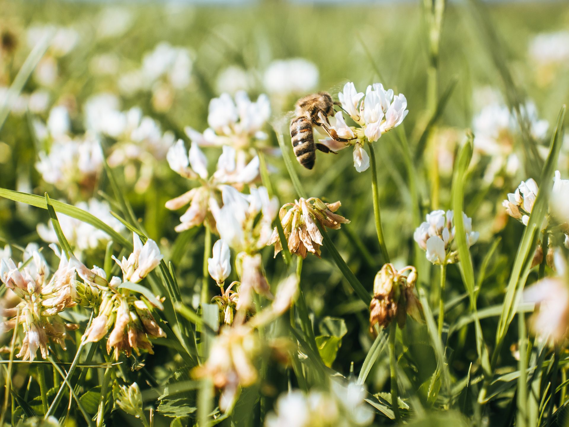A bee pollinates white clover flowers in a vibrant summer meadow, showcasing nature's beauty.