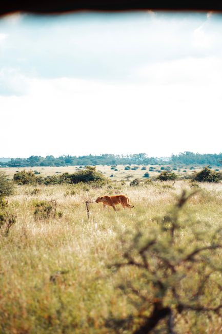 A solitary lion traverses the vast grasslands of Nairobi, Kenya under a bright clear sky.