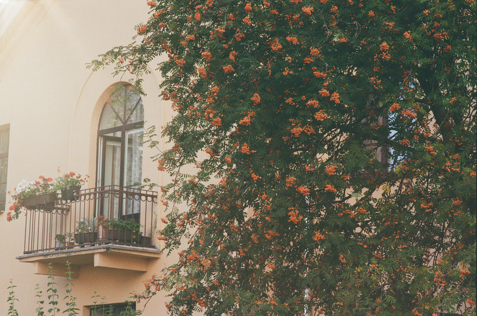 A picturesque view of a Riga balcony adorned with plants beside a lush rowan tree in bloom.