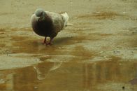 A pigeon standing near a water puddle with its reflection visible on a wet surface.