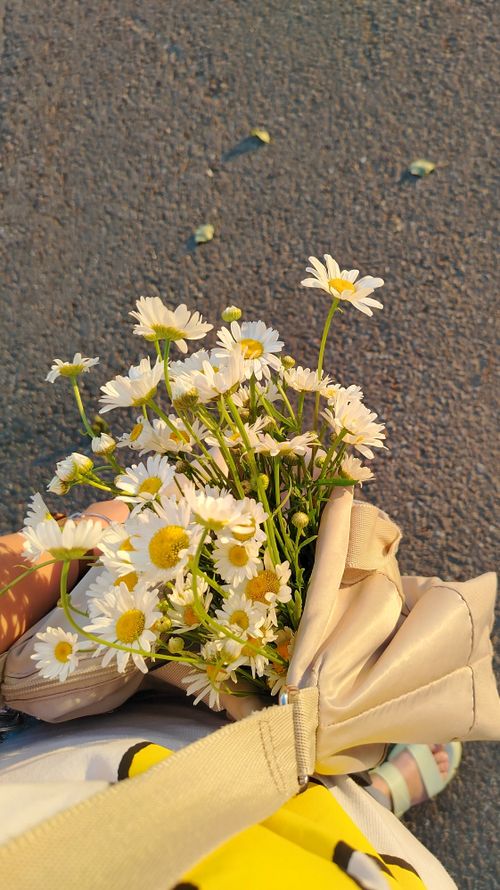 Free A lovely bouquet of fresh daisies held outdoors in warm sunlight, perfect for summer and romantic settings. Stock Photo