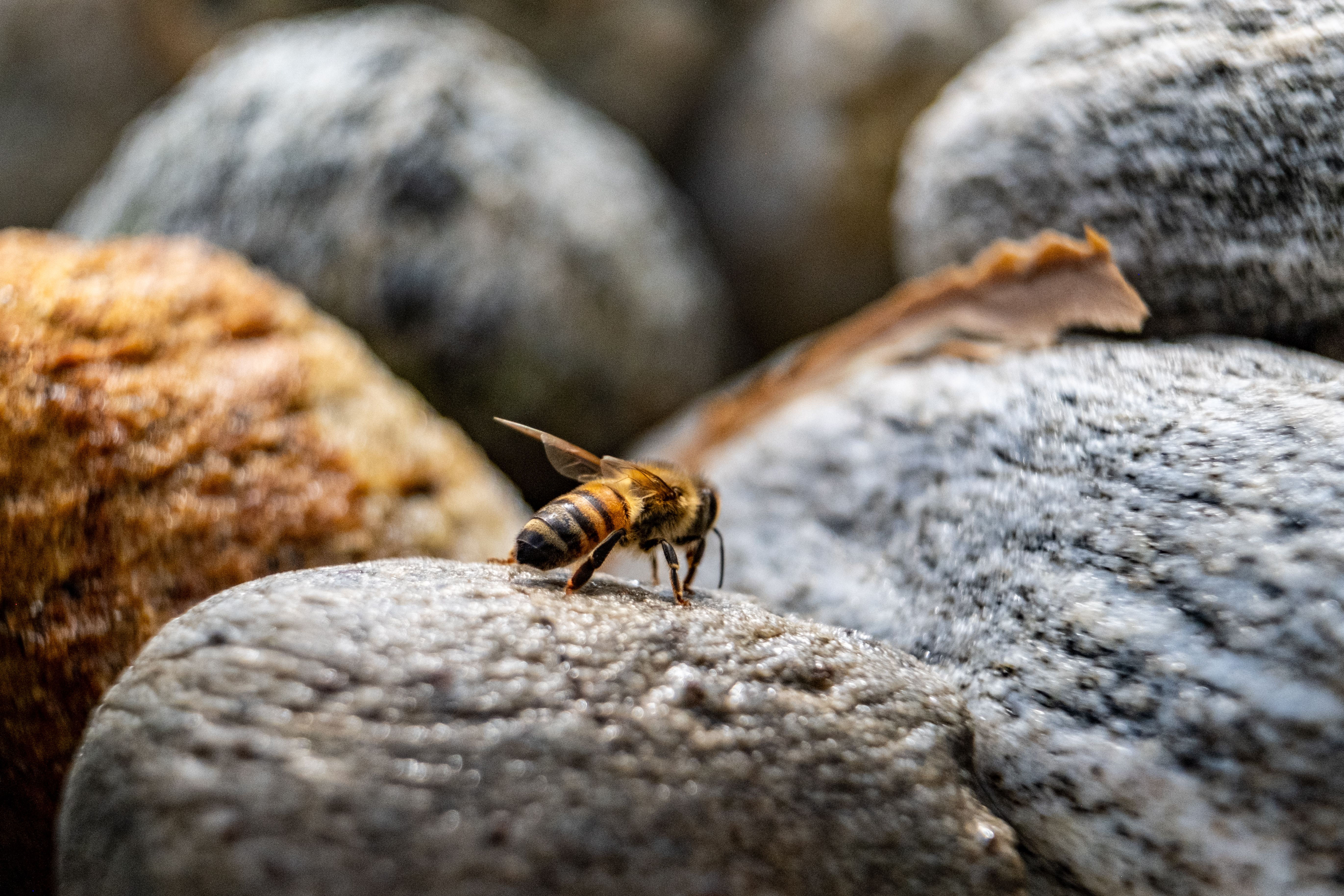 A bee is sitting on some rocks in the woods · Free Stock Photo