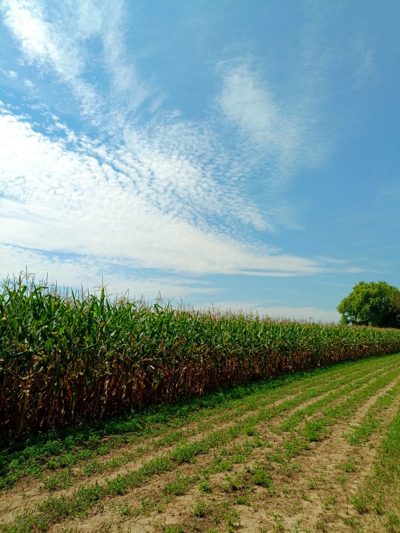Expansive Iowa cornfield under a summer sky