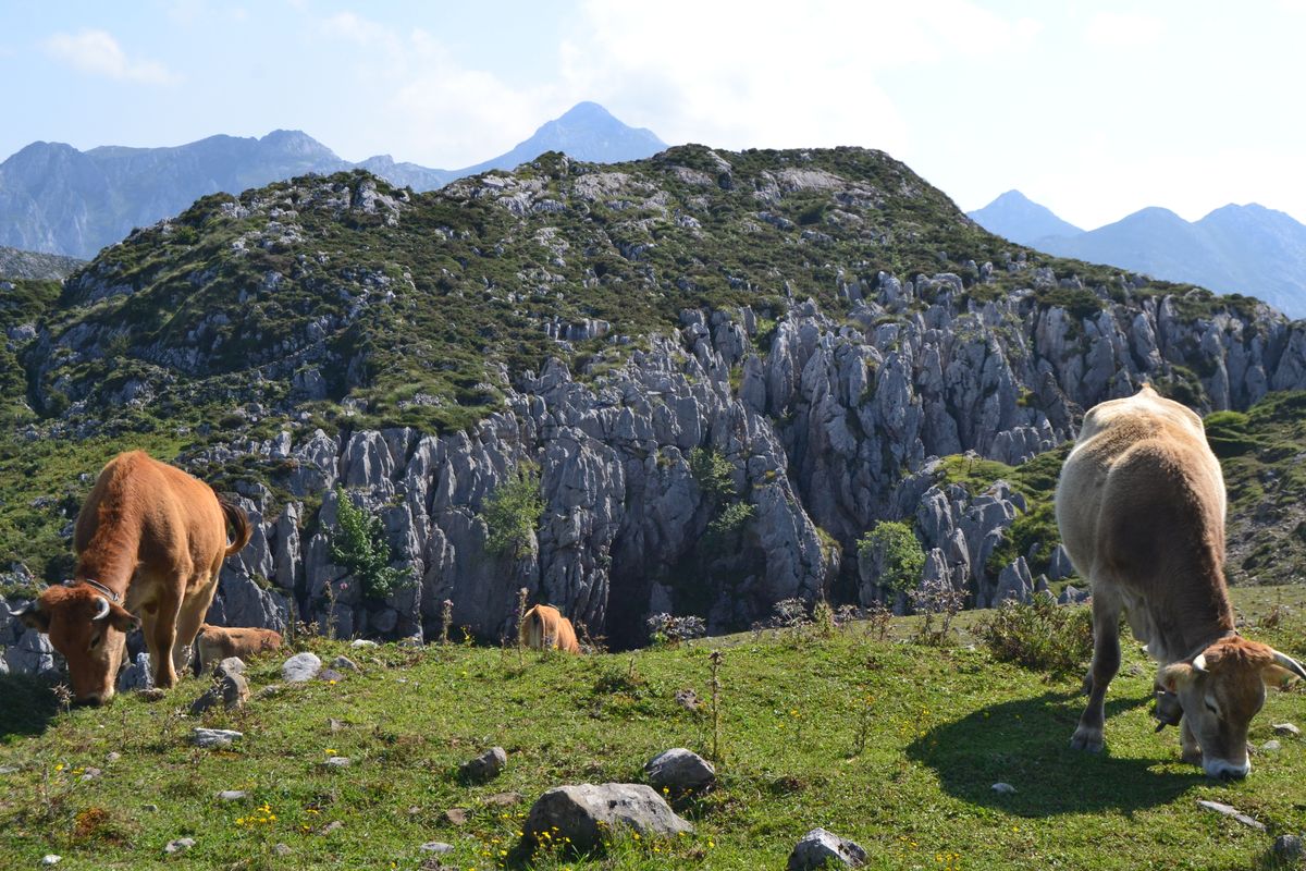 Turmă de vaci pe un versant înierbat, în nordul Spaniei
