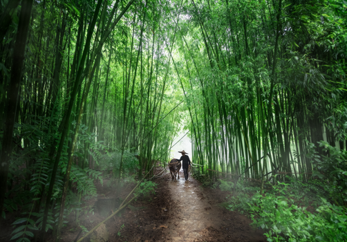 A serene walk through a lush bamboo forest in Cao Bằng, Việt Nam, capturing nature's beauty.