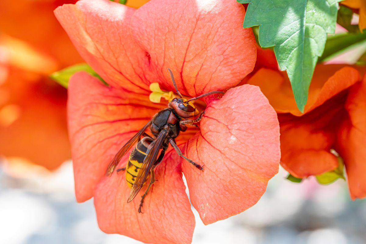 Frelon noir : identification, danger et que faire - Quel impact du frelon noir sur les abeilles et l'écosystème ?
