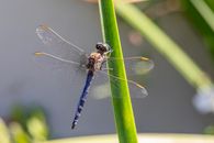 Detailed image of a Keeled Skimmer dragonfly resting on a green leaf.