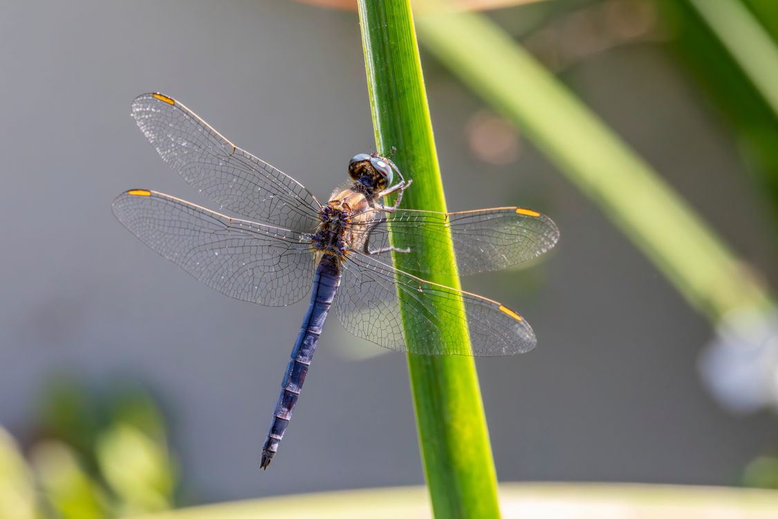 A dragonfly is perched on a plant stem · Free Stock Photo