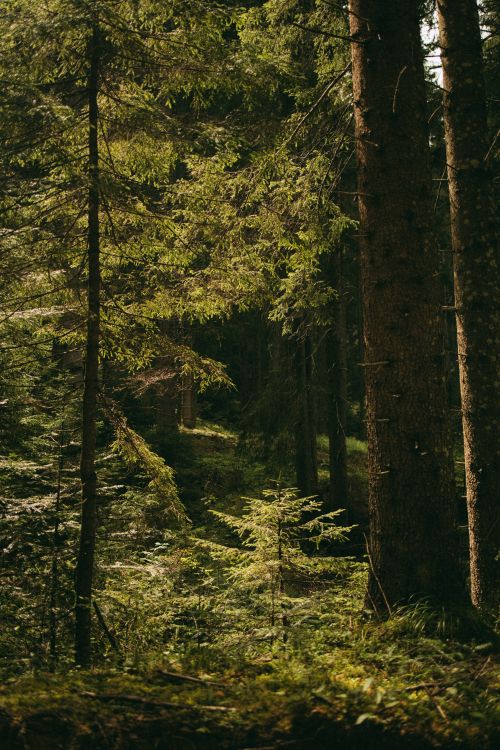 Free Tranquil forest scene with sunbeams filtering through lush green trees and foliage. Stock Photo