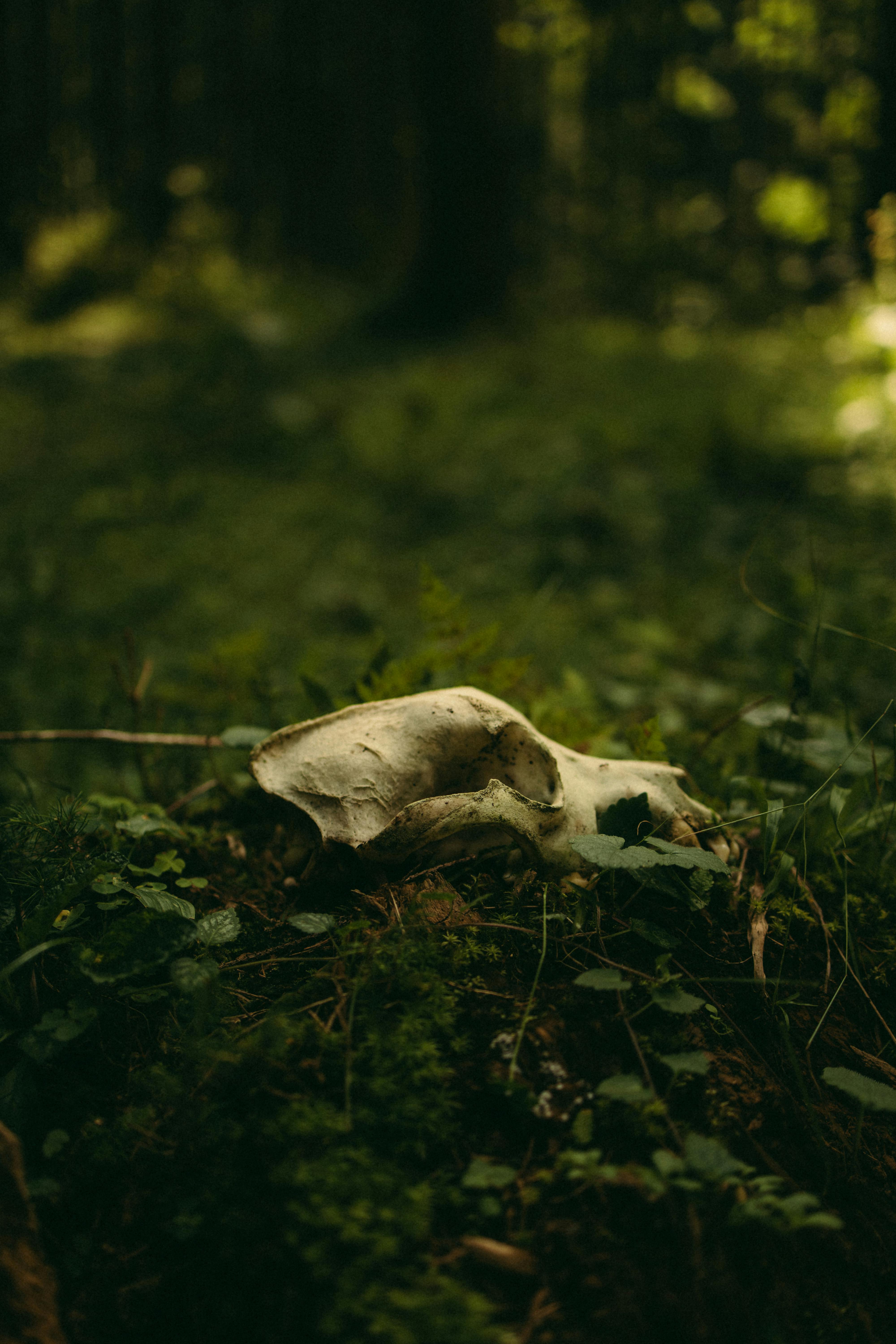 bone on ground in forest