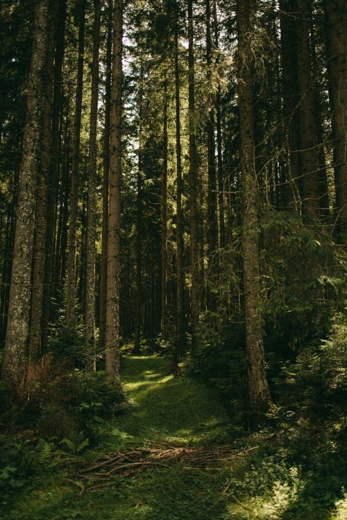 Free Sunlit forest path surrounded by lush evergreen trees and soft shadows. Perfect for nature and tranquility themes. Stock Photo