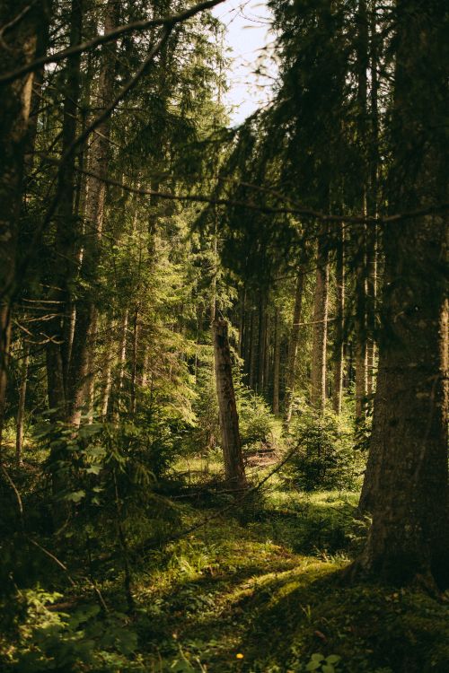 Free Discover tranquility with sunlit forestry pathway enveloped by towering trees. Stock Photo