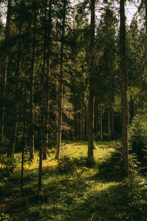 Free Lush green forest with sunlight filtering through tall trees, showcasing nature's tranquility. Stock Photo