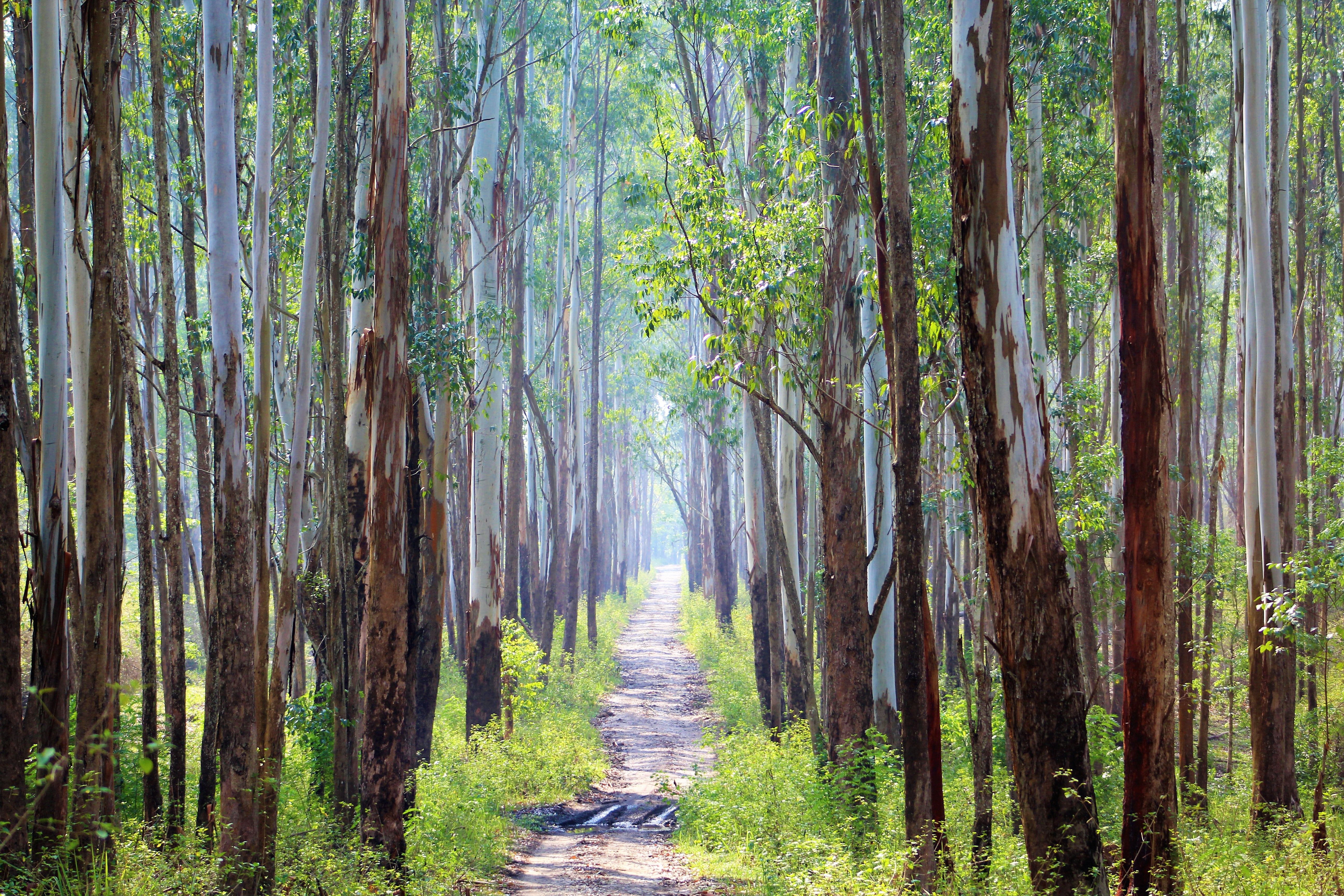 A path through a forest with tall trees · Free Stock Photo