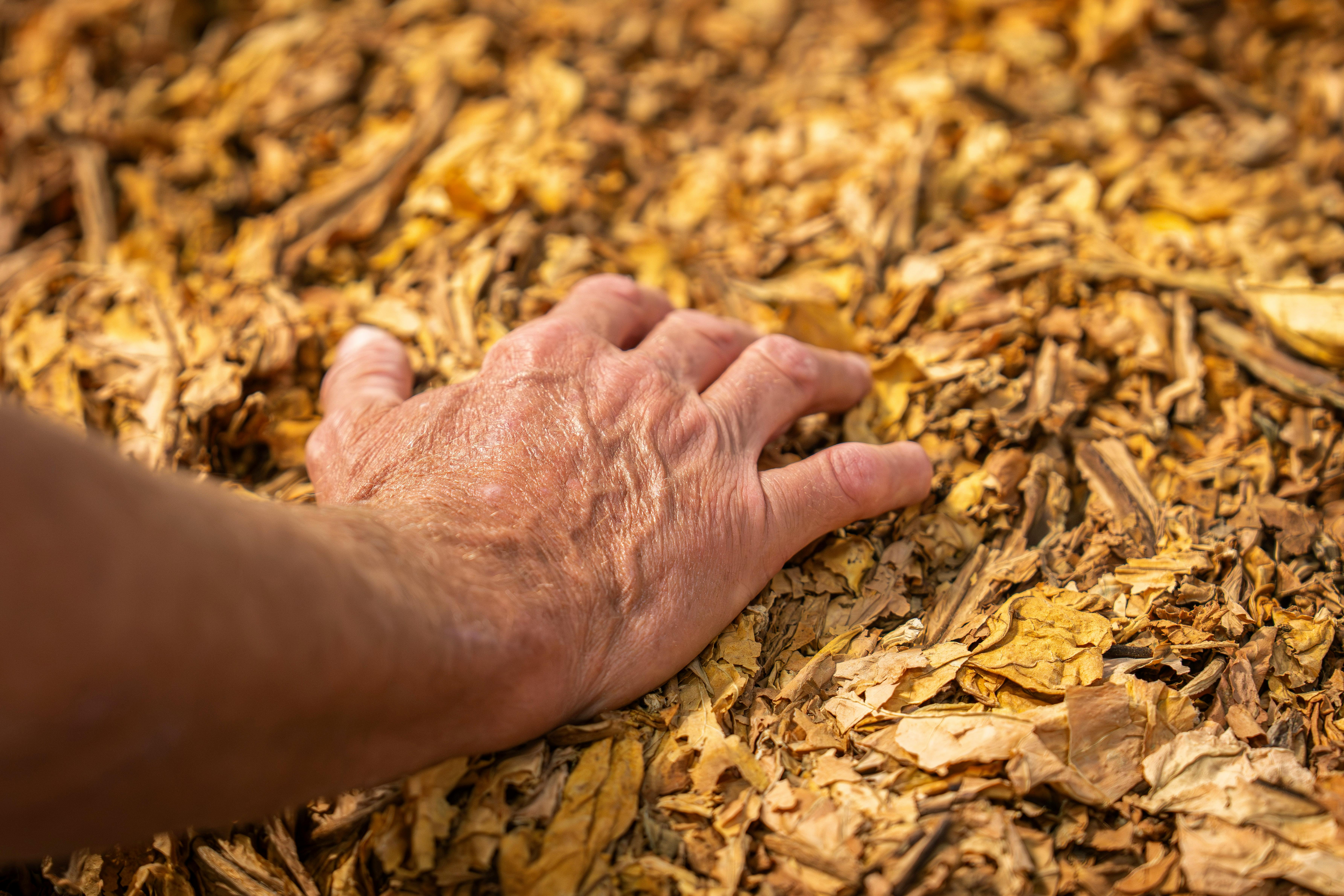 Comparison of tobacco leaf quality - chief keef loose leaf