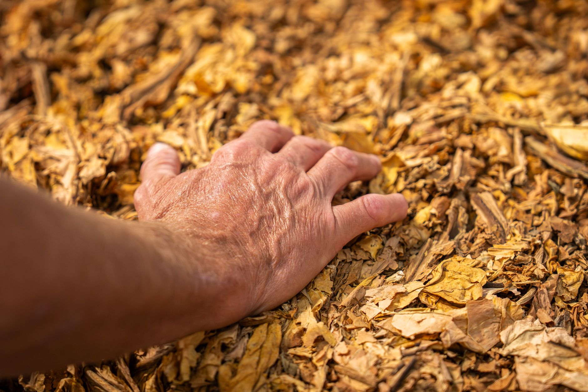 Close-up of a hand resting on dry tobacco leaves, showcasing texture and organic farming.