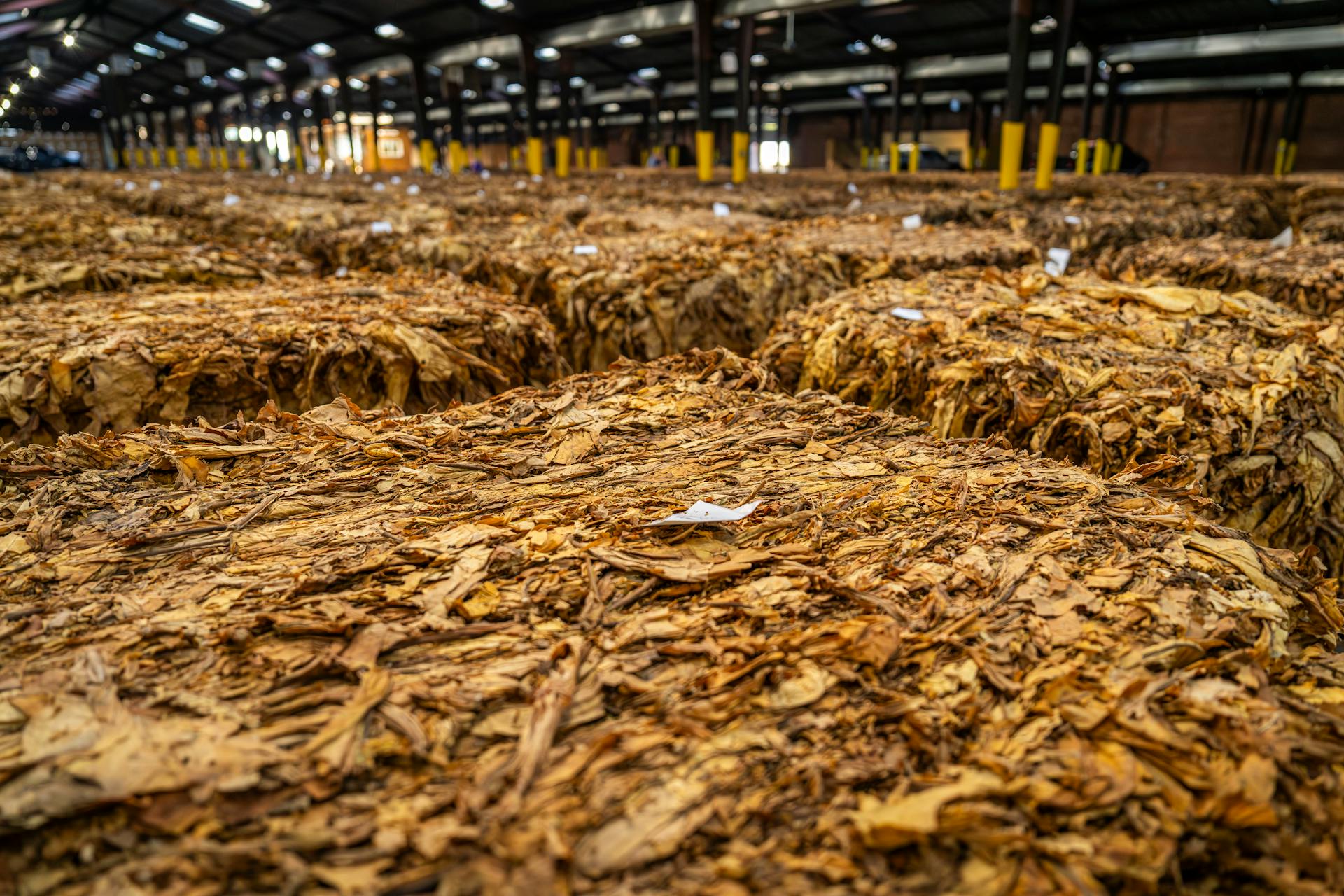 Stacks of dried tobacco leaves stored in a large warehouse, ready for market.