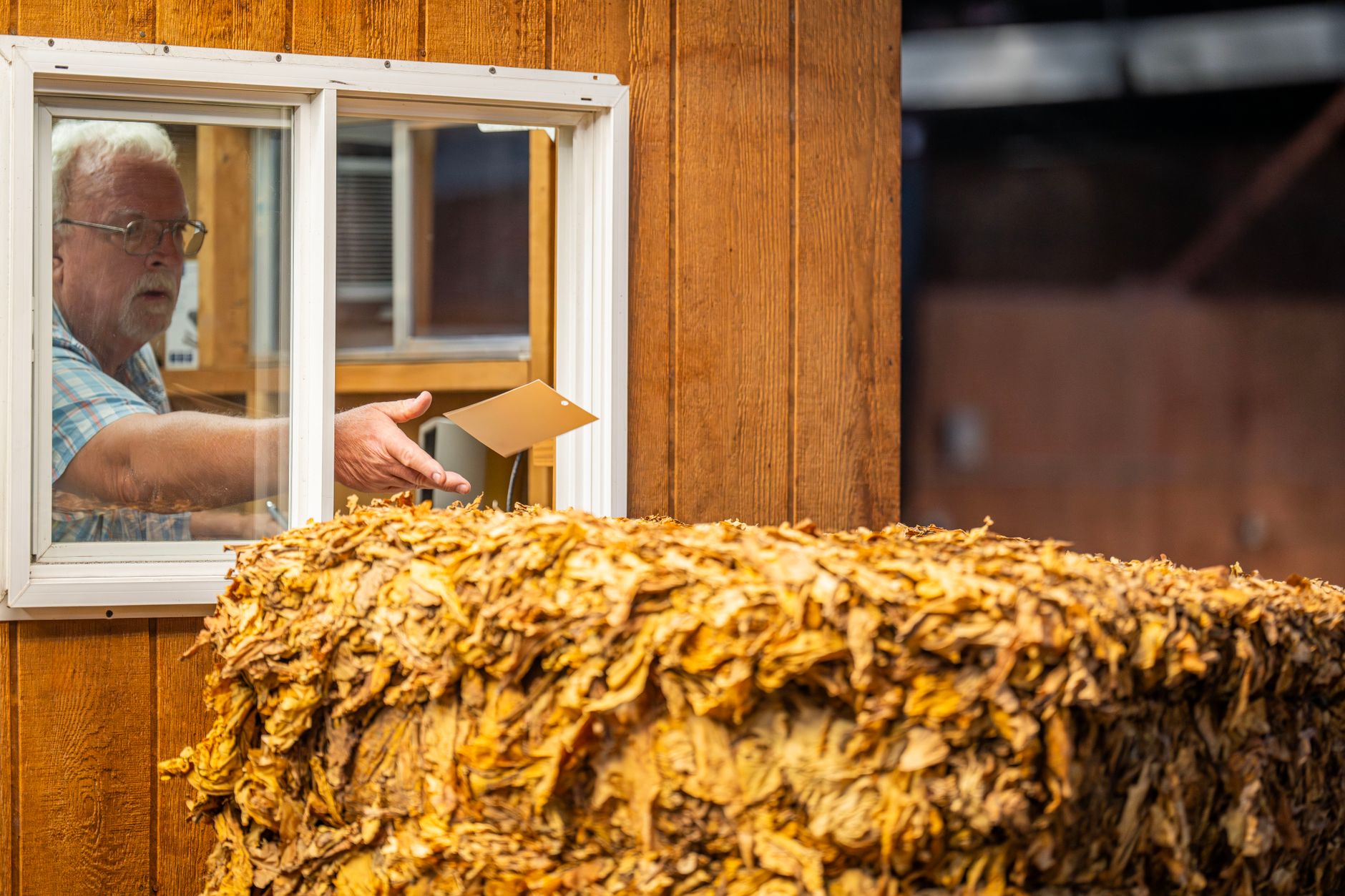 Cured dark-fired tobacco hanging in a Robertson County barn in late September