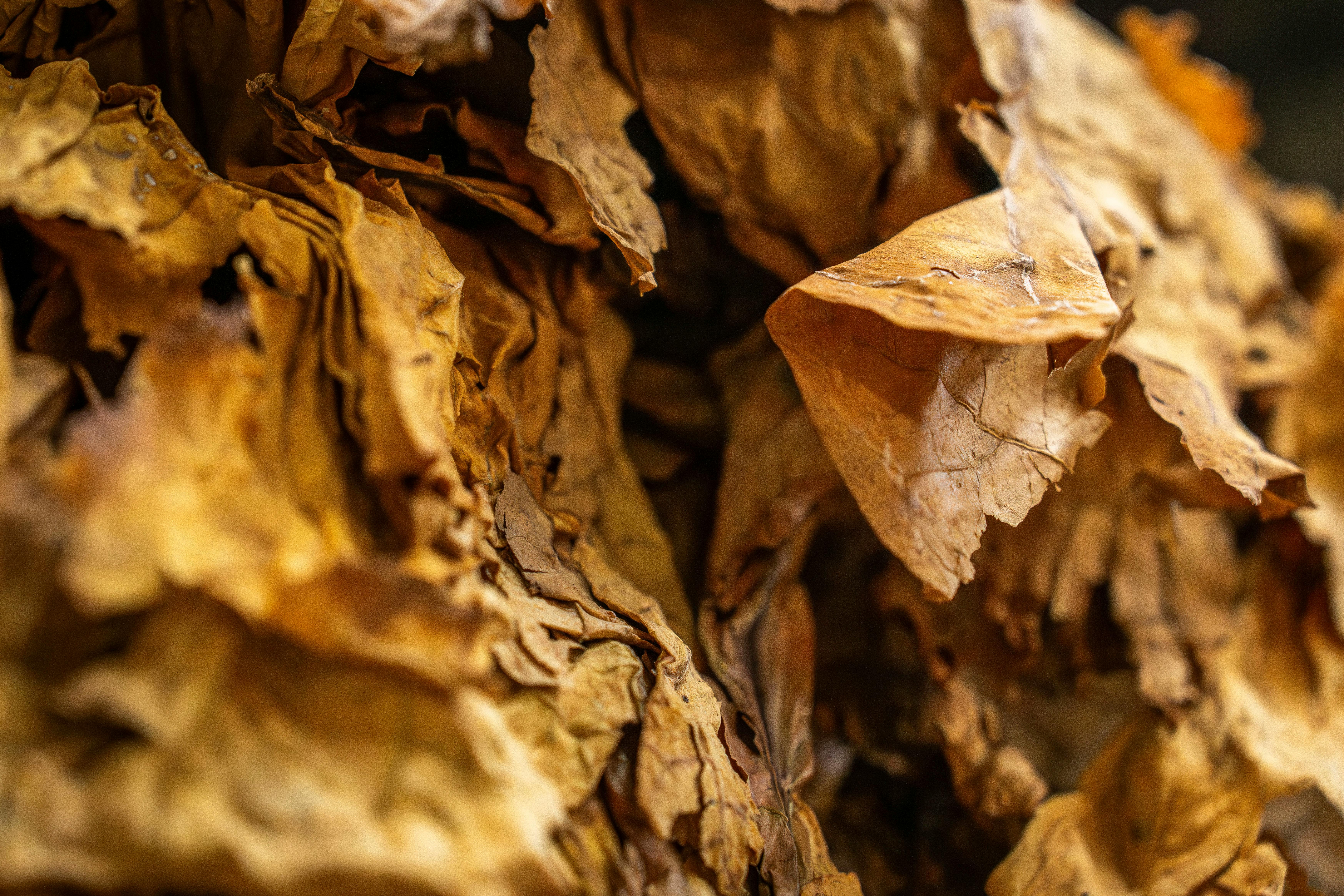 Frunze de tutun uscate folosite pentru învelișul unui blunt