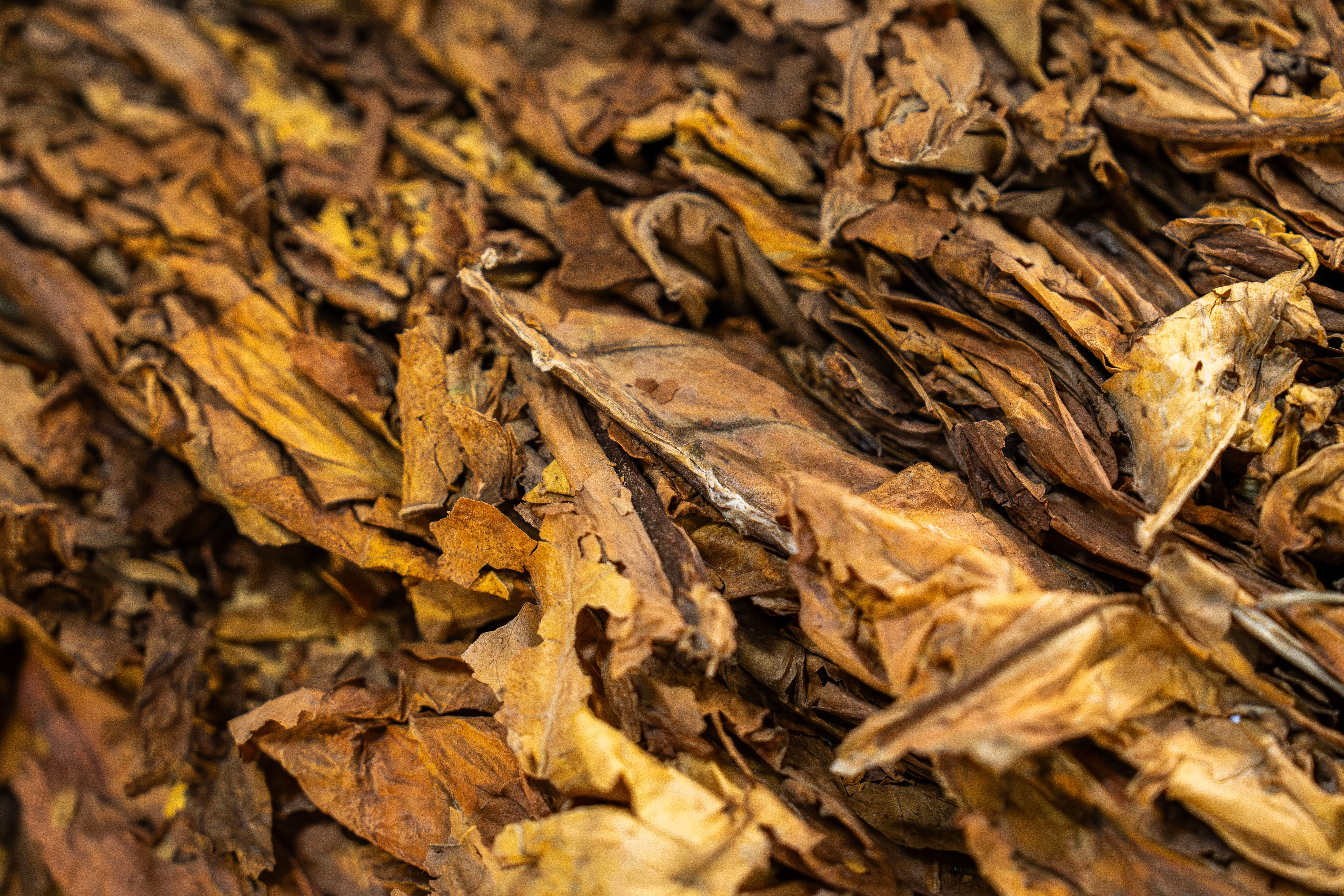 tobacco leaf picture Tobacco Leaf Photos, Download The BEST Free Tobacco Leaf Stock Photos & HD  Images