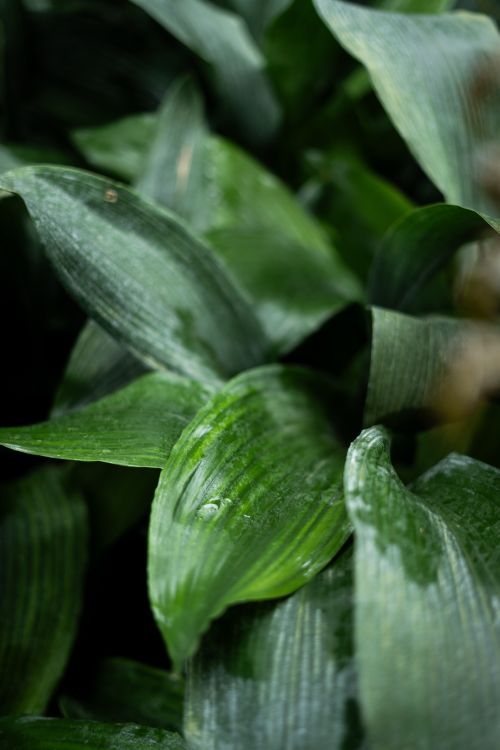 Free Detailed view of vibrant green foliage showcasing natural textures in a tropical environment. Stock Photo