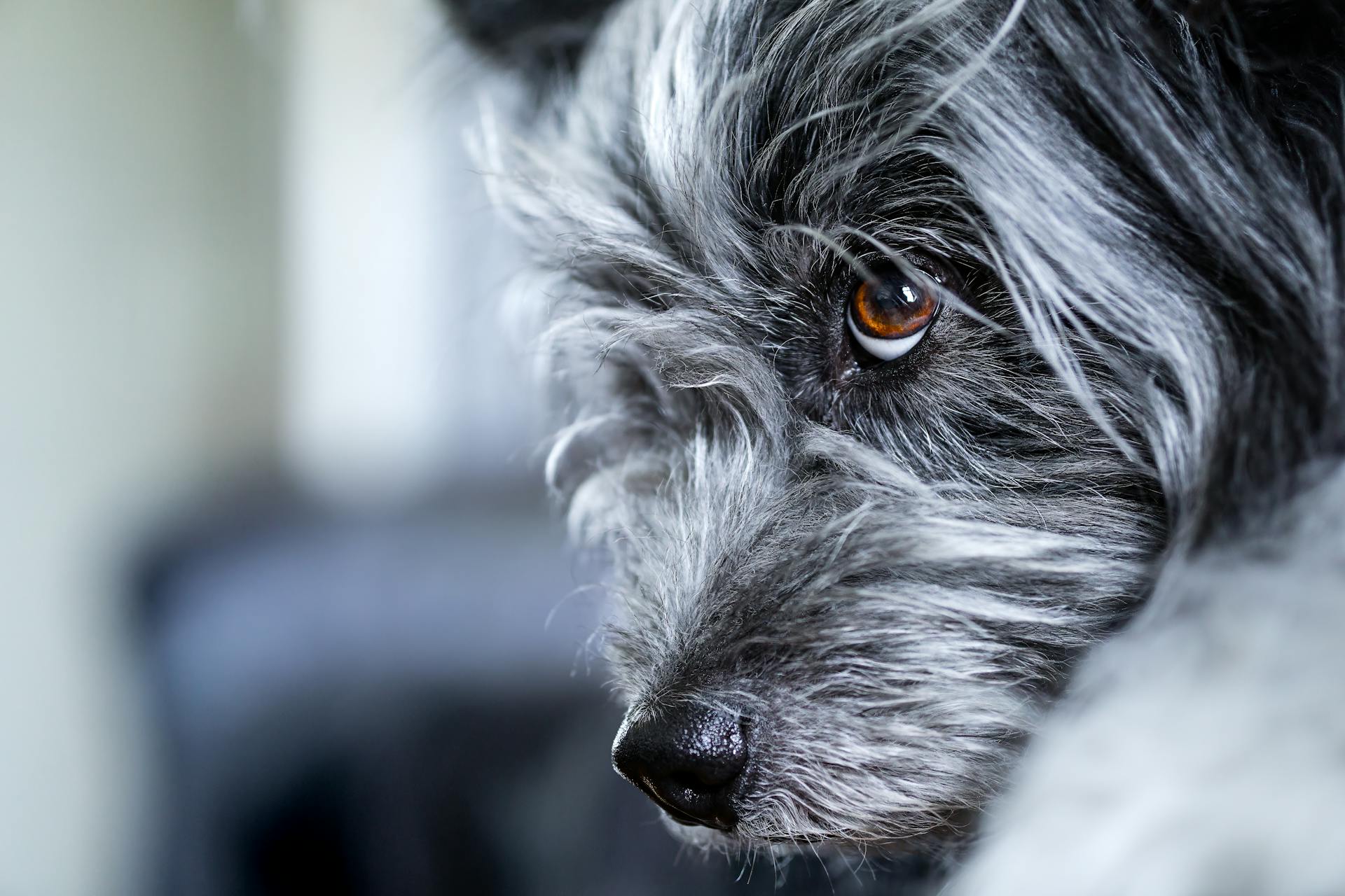 A close up of a dog's face