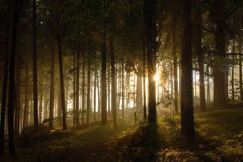 Free Captivating sunbeams piercing through a misty forest, creating a serene atmosphere. Stock Photo