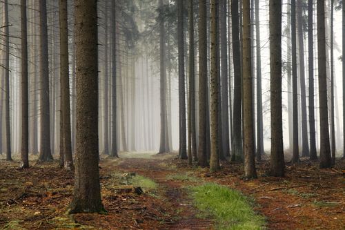 Free A serene foggy forest with a path leading through tall pine trees, captured at dawn. Stock Photo